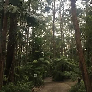 Mountain , Springbrook Australia